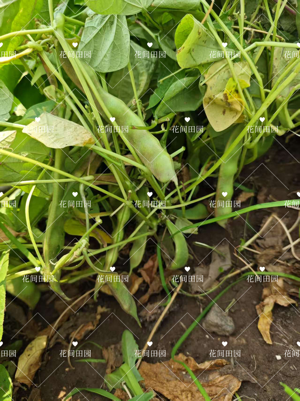 不搭架地紫花油豆角种子东北农家豆角籽矮生墩豆角种籽无筋早熟,淘宝优惠券,粉丝福利购,淘宝优惠卷