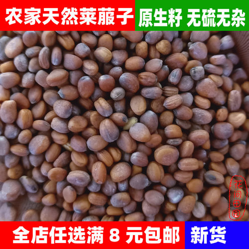 新籽莱菔子白萝卜籽中药材萝卜子药用莱菔籽原生籽半斤原装包邮 - 图2
