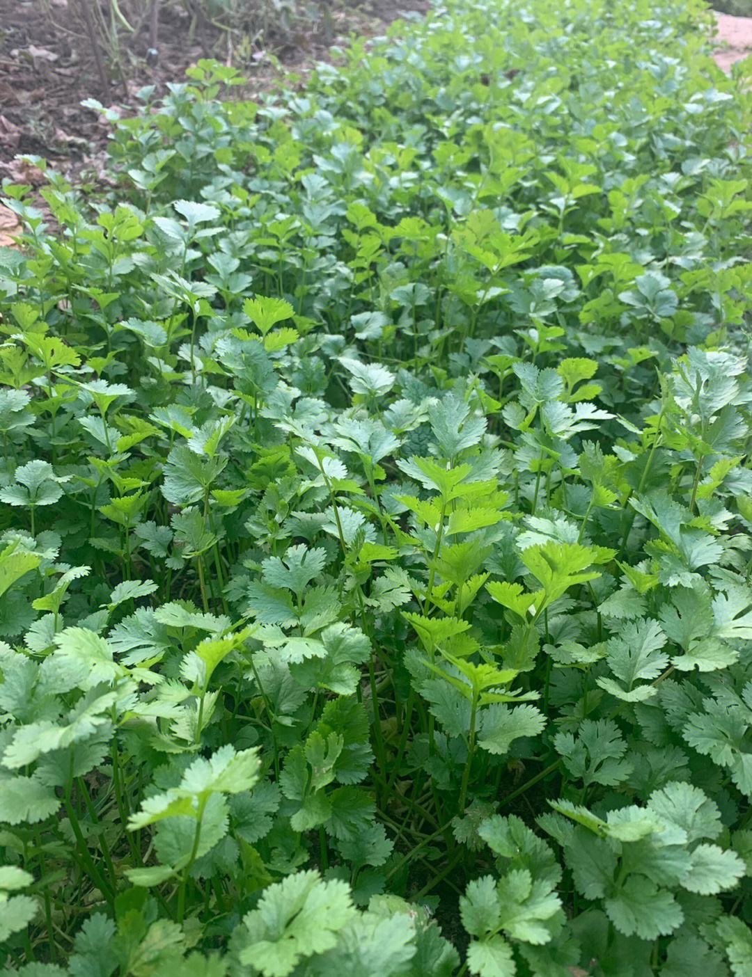 东北老品种大叶香菜种子芫荽种子阳台盆栽农家老香菜籽原装包邮-图3