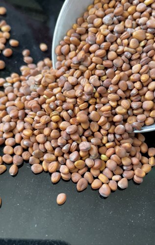 新籽莱菔子白萝卜籽中药材萝卜子药用莱菔籽原生籽半斤原装包邮 - 图0
