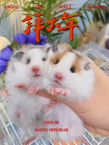 科普介绍链接家养金丝熊波利熊黄面纹蜜眼线纯银熊卷毛仓鼠鸽灰 - 图2