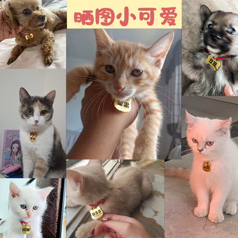 狗狗防丢牌定制 diy刻字吊牌猫咪名字挂牌项圈夜光名牌宠物防丢牌 - 图2