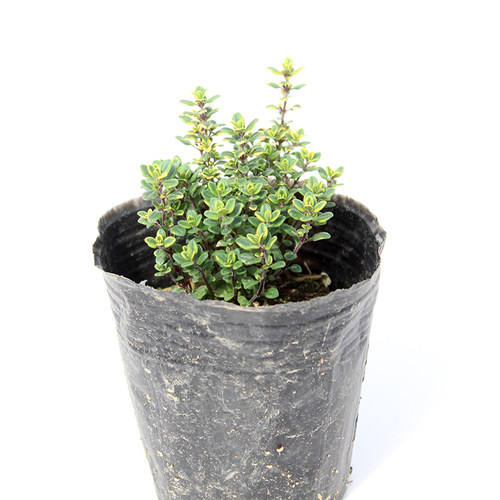 柠檬金边百里香盆栽苗可食用香草西餐料理烧烤泡茶驱蚊芳香绿植物 - 图3