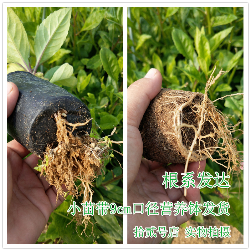 明月草苗/盆栽 金鸡毛长寿菜泰国仙草白凤菜白背三七降糖草长寿菜 - 图2