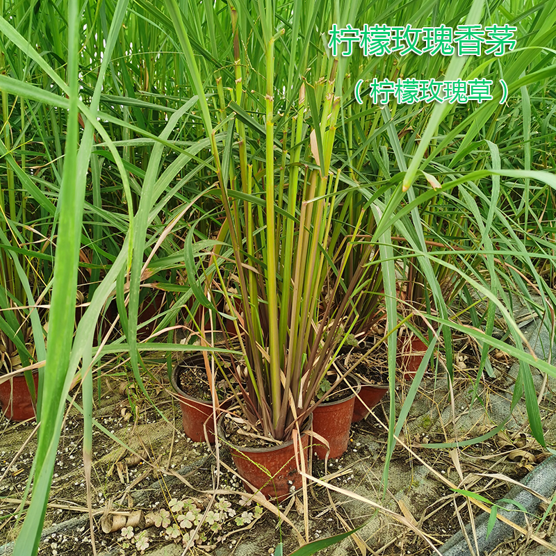 食用香草盆栽-柠檬香茅草 柠檬草 冬阴功香茅苗 做菜泡茶香草料理 - 图1