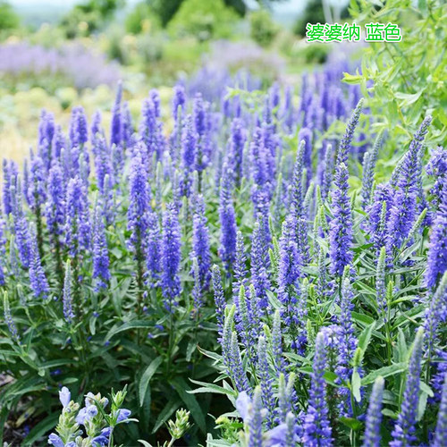穗花婆婆纳盆栽多年生庭院阳台耐寒耐热宿根花卉 - 图1