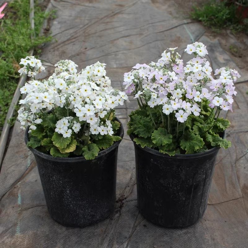 小花樱草盆栽苗 七重樱 耐寒花卉 花期长易爆盆易养 阳台庭院绿植,淘宝优惠券,粉丝福利购,淘宝优惠卷