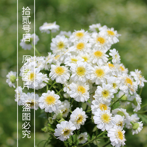 重瓣短舌匹菊 Tanac小女孩重瓣切花洋甘菊苗花卉盆栽阳台庭院绿植 - 图1