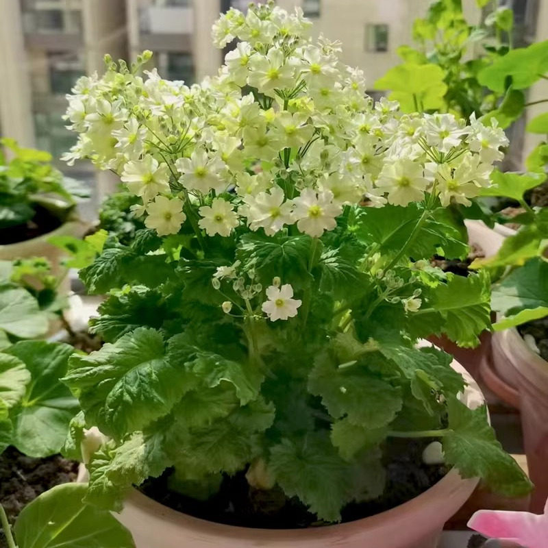 小花樱草盆栽苗 七重樱 耐寒花卉 花期长易爆盆易养 阳台庭院绿植,淘宝优惠券,粉丝福利购,淘宝优惠卷