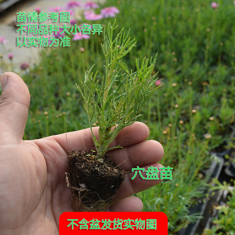 玛格丽特花苗盆栽糖果玛雏菊木茼菊阳台庭院花园爆盆植物穴盘苗-图2