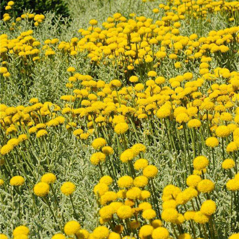 绵杉菊苗棉杉菊香草植物小盆栽苗香草苗驱蚊虫芳香植物驱虫 拾贰号店 淘优券