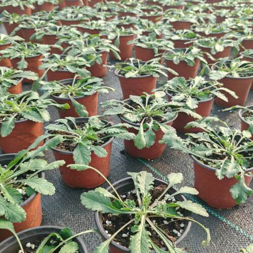 蓝盆花盆栽(花期长 耐热 耐寒)庭院阳台多年生植物开花机器可切花 - 图3