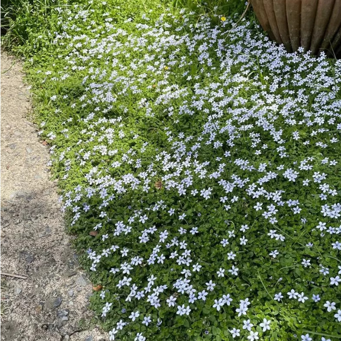 新西兰半边莲花卉绿植植物盆栽草坪真草皮铁线莲庭院绿植地被植物,淘宝优惠券,粉丝福利购,淘宝优惠卷