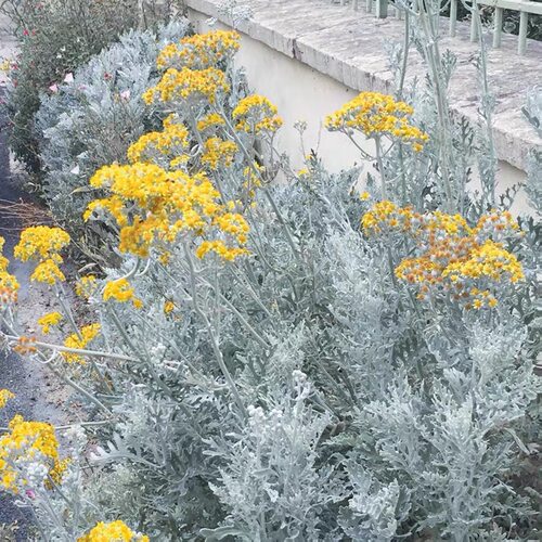 银叶菊盆栽苗 花镜盆栽雪月菊阳台耐寒观叶绿植室外花园景观植物 - 图2
