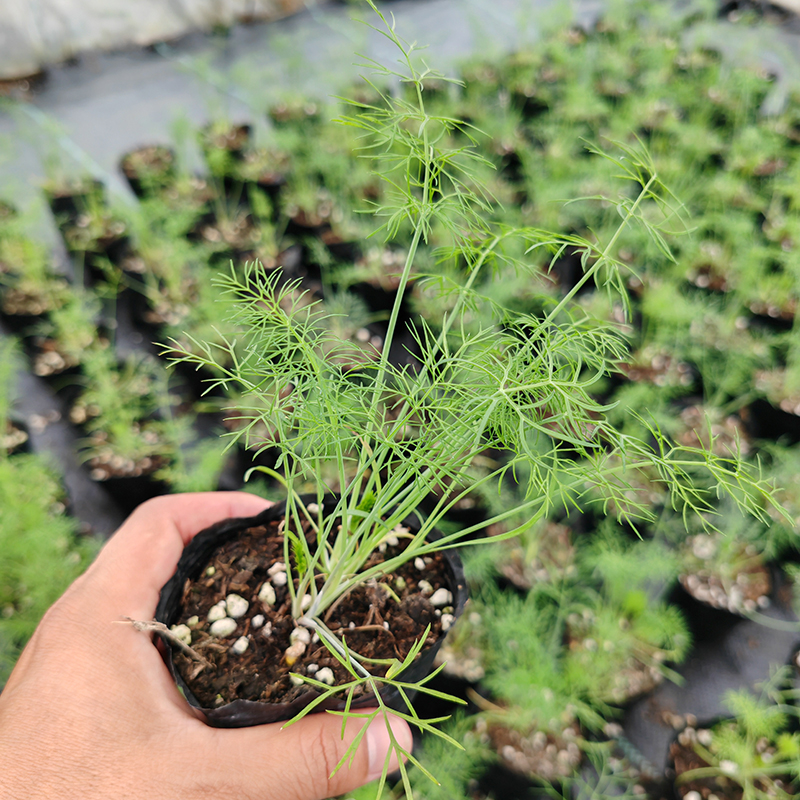 割茬茴香苗 小茴香籽球茎茴香春夏秋季多季播种蔬菜阳台盆栽易种 - 图0