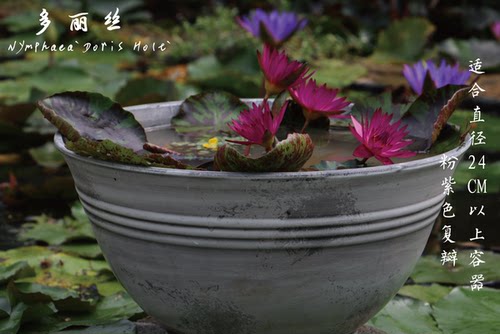 【不二的花园】睡莲裸根苗 水生花卉绿植草缸生态缸夏季植物庭院 - 图0