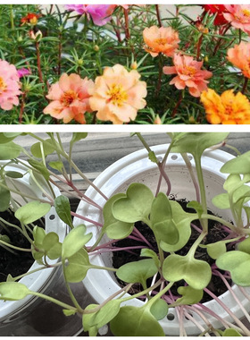 DIY花卉植物儿童科学实验种植观察盆栽阳台室内庭院绿植蔬菜种子