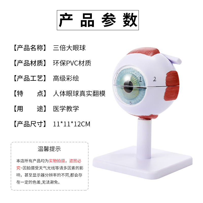 人体眼球仿真模型放大眼睛眼球结构造解剖眼模型教学仪器珠具医学 - 图0