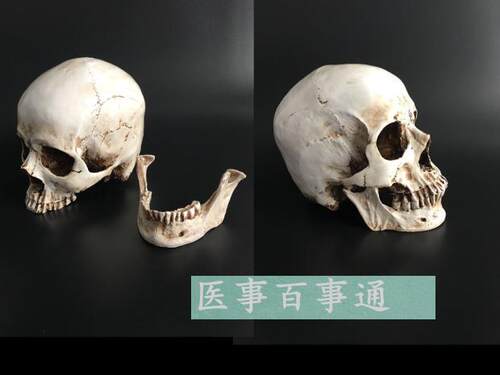 头骨模型头颅骨模型骷髅头模型骨骼脊柱模型 医学艺用美术包邮 - 图1