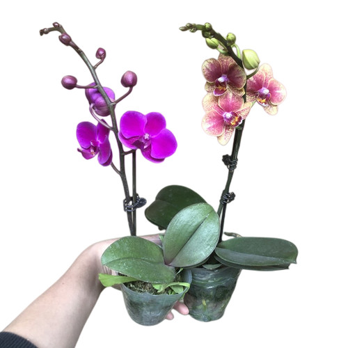 蝴蝶兰花盆栽石斛兰带花苞花剑办公桌面客厅文心兰梦香绿植物花卉 - 图3