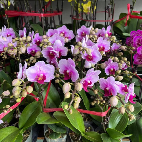 蝴蝶兰花盆栽石斛兰带花苞花剑办公桌面客厅文心兰梦香绿植物花卉 - 图1