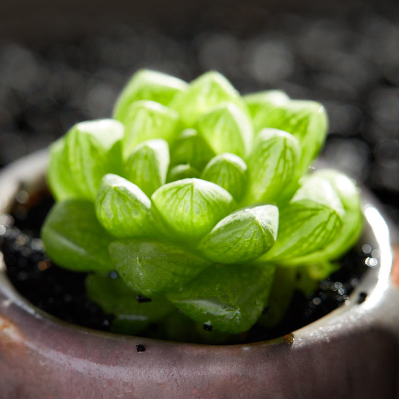 水晶玉露草玉露多肉植物十二卷属玉露寿新手组合套装花卉绿植盆栽 - 图0