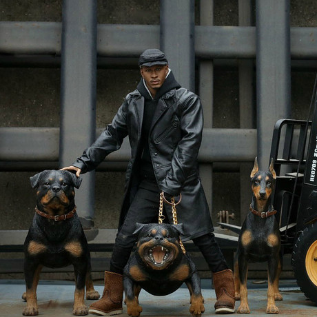 rottweiler accessories