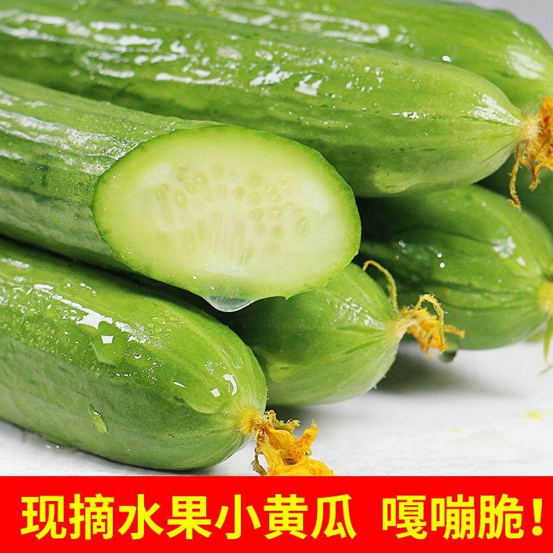 荷兰黄瓜新鲜小黄瓜5斤水果小青瓜蔬菜农家10山东旱生吃现摘现发 - 图1