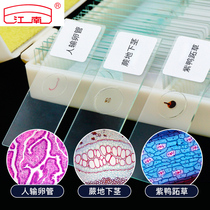 Microscope Specimen Bio-Sliced Children Students Teaching Observation Glass Slide Suit Animal Plant Cells