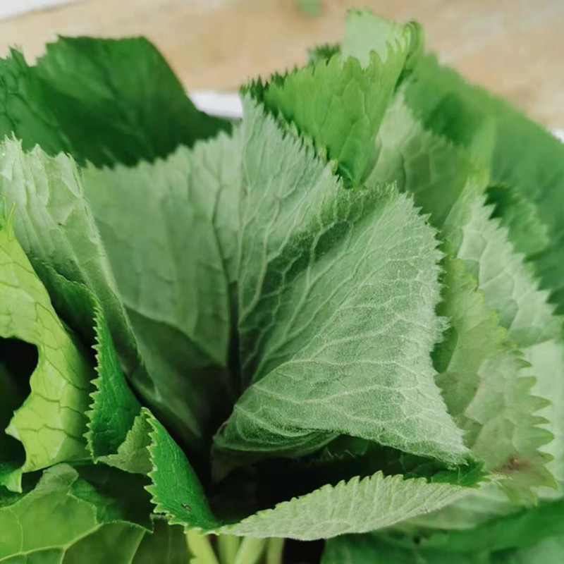 东北特产新鲜马蹄叶延边朝鲜族风味山野菜大叶子包饭菜拌菜烧烤菜 - 图0