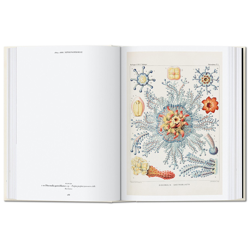 【现货】【Taschen40周年纪念版】Ernst Haeckel，恩斯特·海克尔 自然生物插画绘画 - 图3