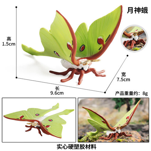 儿童仿真昆虫模型动物玩具苍蝇盾蝽蜘蛛蝴蝶蟑螂螳螂七星瓢虫蜈蚣 - 图3