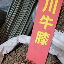 Kangmei Chinese herbal medicine market batch of Sichuan Achyranthes Free of Sulphur Blockbuster 1000 grams