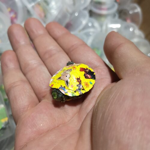 小乌龟活体 炫彩龟小宠物龟 七彩小乌龟 龟苗水龟活物龟 - 图1