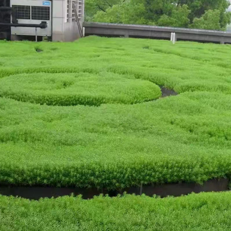 金叶佛甲草屋顶绿化庭院草坪耐寒耐寒四季常绿金叶中华景天佛甲草 - 图1