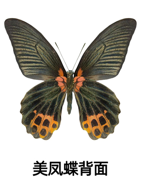 美凤蝶真蝴蝶原蝶未展翅标本