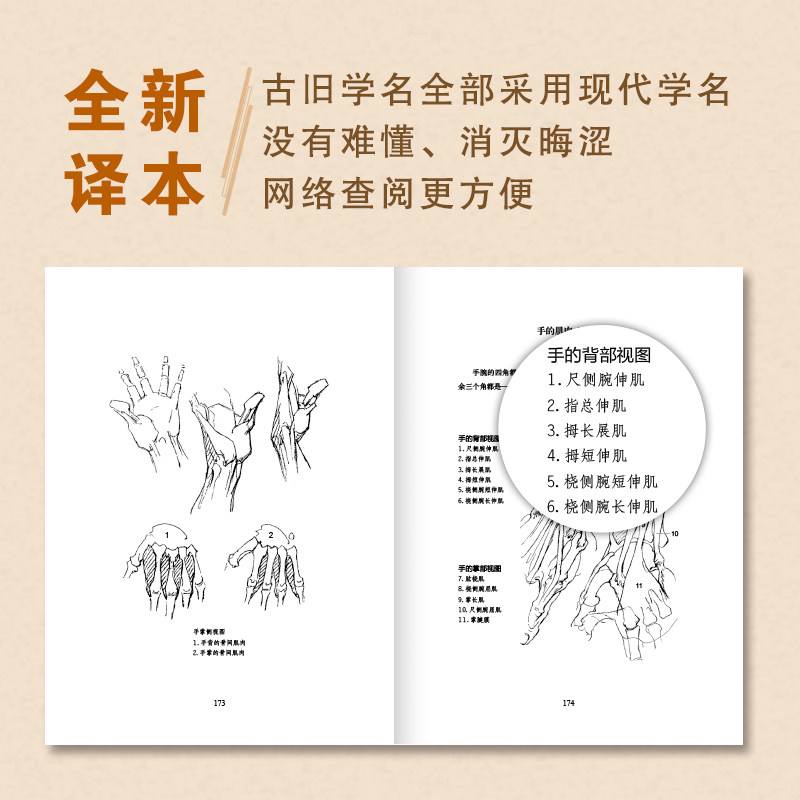 【超大本加厚】伯里曼人体结构绘画教学白金版素描基础教程理解人体形态结构零基础入门书籍画手人体结构造型手绘解剖技法全书实战