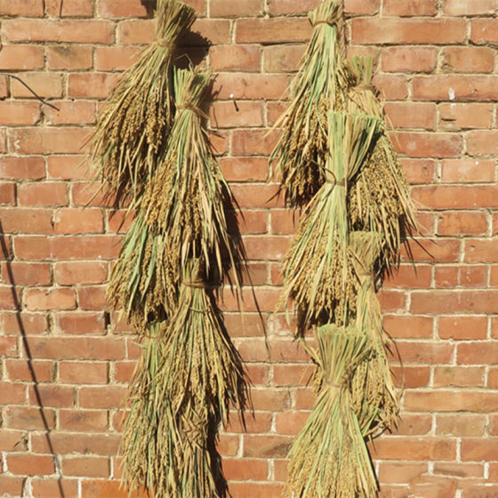 Dried rice ears, wheat ears, crop decoration pendants, harvest harvest