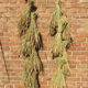 Dried rice ears, wheat ears, crop decoration pendants, harvest harvest