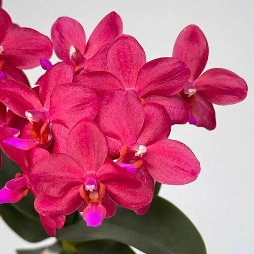 蝴蝶兰花苗带花剑带花苞盆栽兰花大苗客厅吸色阳台花卉全年好养活 - 图0