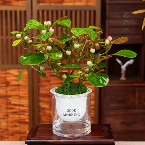 小盼菩提室内绿植花卉菩提树中式禅意桌面摆件饰物好养绿植盆景 - 图2