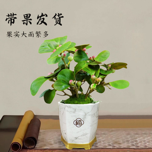 小盼菩提室内绿植花卉菩提树中式禅意桌面摆件饰物好养绿植盆景 - 图0