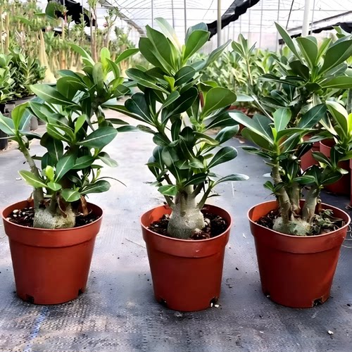 沙漠玫瑰盆栽重瓣四季花老桩大苗庭院阳台耐旱植物易养活当年开花 - 图2