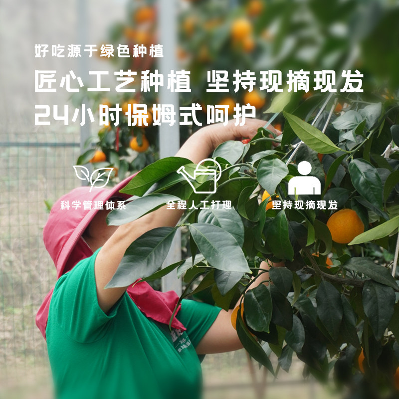 【官方授权】正宗象山红美人柑橘爱媛28号果冻橙新鲜采摘桔子礼盒,淘宝优惠券,粉丝福利购,淘宝优惠卷