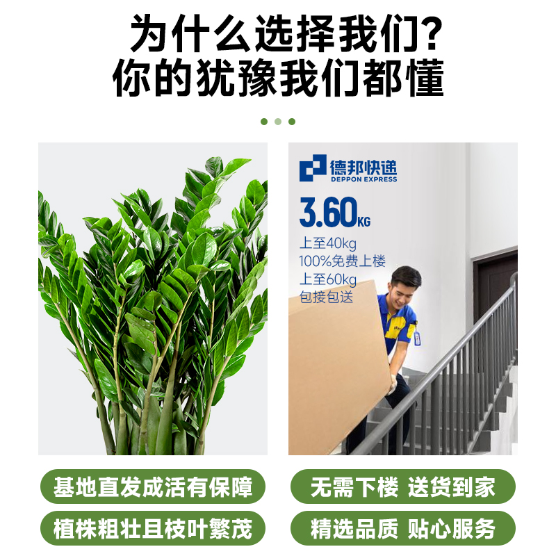 金钱树盆栽植物室内花卉大型客厅好养绿植大摇钱串子招财开业送礼 - 图1