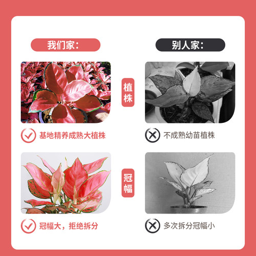 吉利红竹芋盆栽植物室内四季好养红如意花卉办公桌面彩叶如意绿植 - 图2
