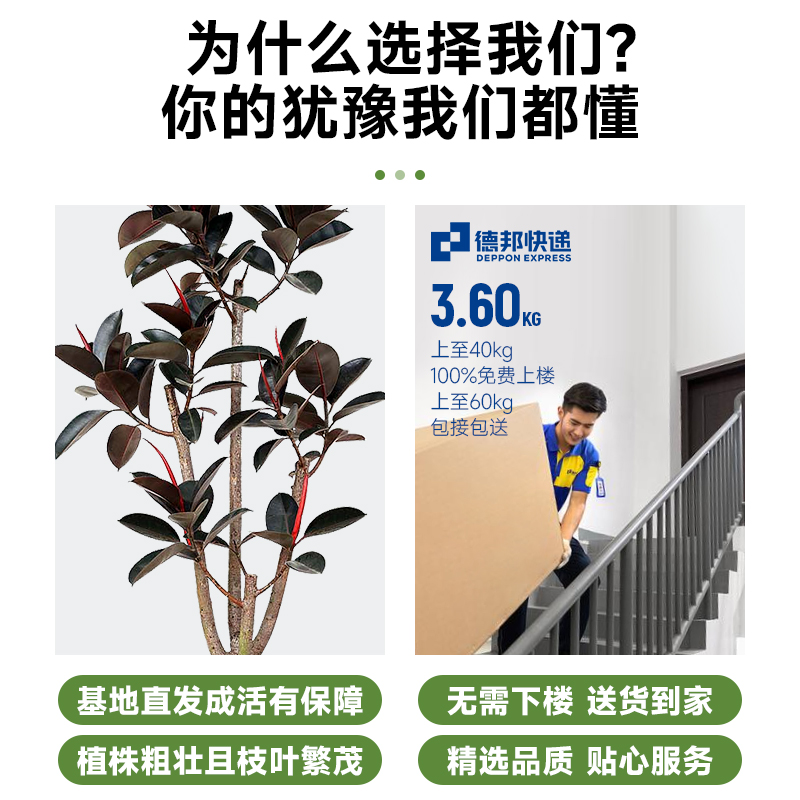 黑金刚橡皮树盆栽净北欧室内客厅大型植物吸甲醛四季绿植净化空气-图1