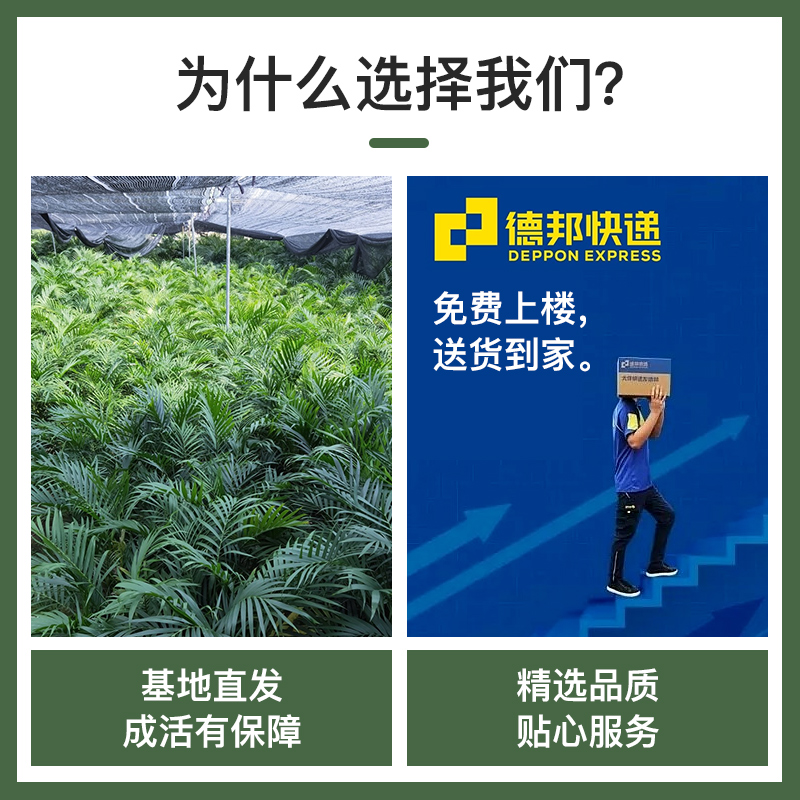 散尾葵植物盆栽客厅大型绿植室内落地办公室好养凤尾竹天堂鸟植物-图1