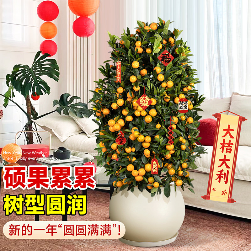 金桔树盆栽带果客厅年桔可食用橘子树苗室内旺宅年宵花卉大型绿植,淘宝优惠券,粉丝福利购,淘宝优惠卷
