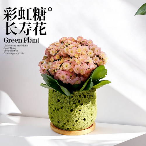 彩虹糖长寿花盆栽重瓣大花带花苞名贵植物室内桌面新手好养活四季 - 图0